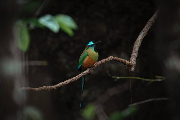 Les plats réconfortants : Les recettes qui font du bien au moral